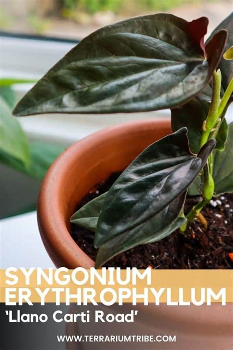 buy syngonium erythrophyllum llano carti road|syngonium lano carti.